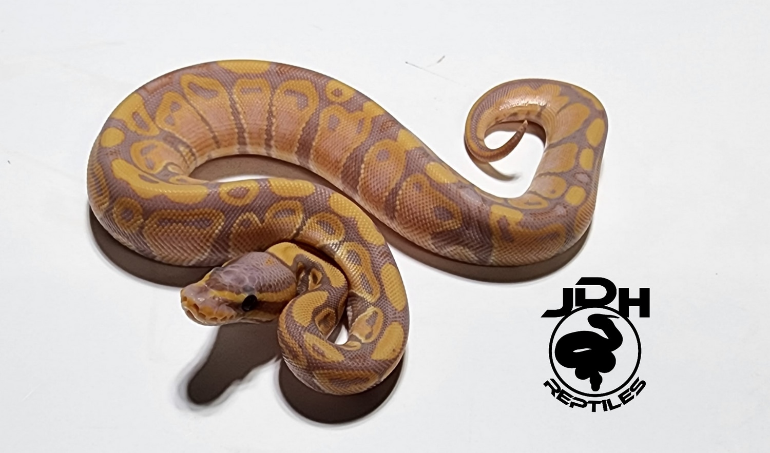 Coralglow Yellowbelly Het Sunset Ball Python by JDH Reptiles - MorphMarket