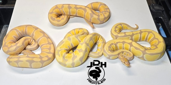 Candino Pos Het Tri-Stripe (1.3 Project Group) Ball Python by JDH Reptiles