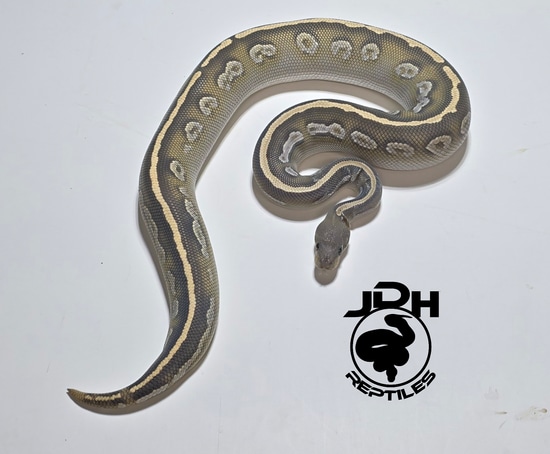 Blackhead Huffman Ball Python Blackhead Mojave Huffman Hypo Ball Python by JDH Reptiles