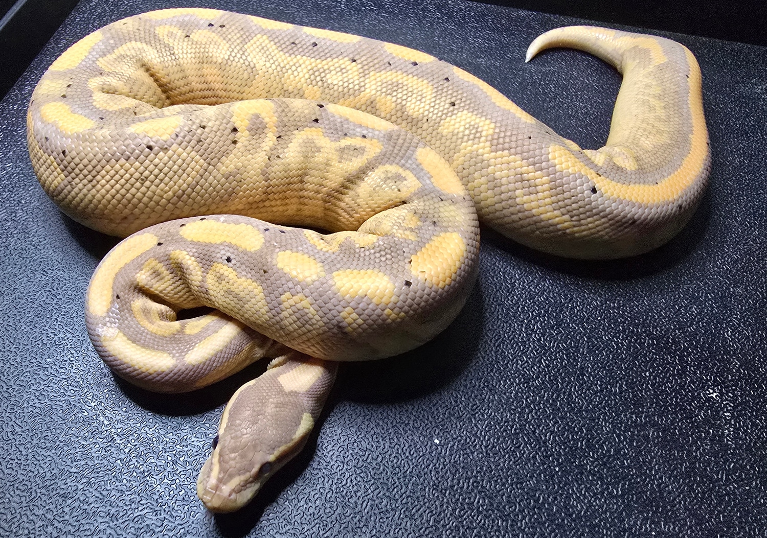 Coralglow Black Pastel Yellowbelly pos het G-Stripe *Barnhart Line Profile Picture