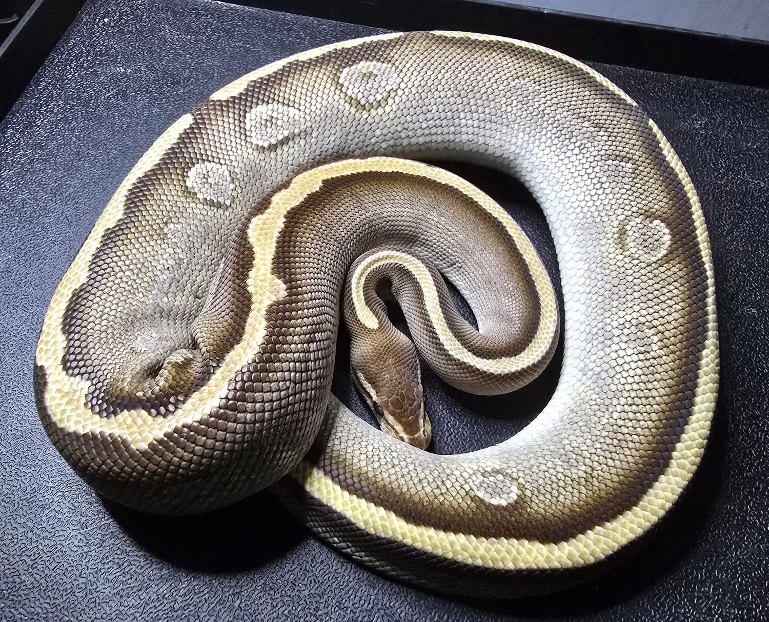 Cypress Mojave Gravel Profile Picture