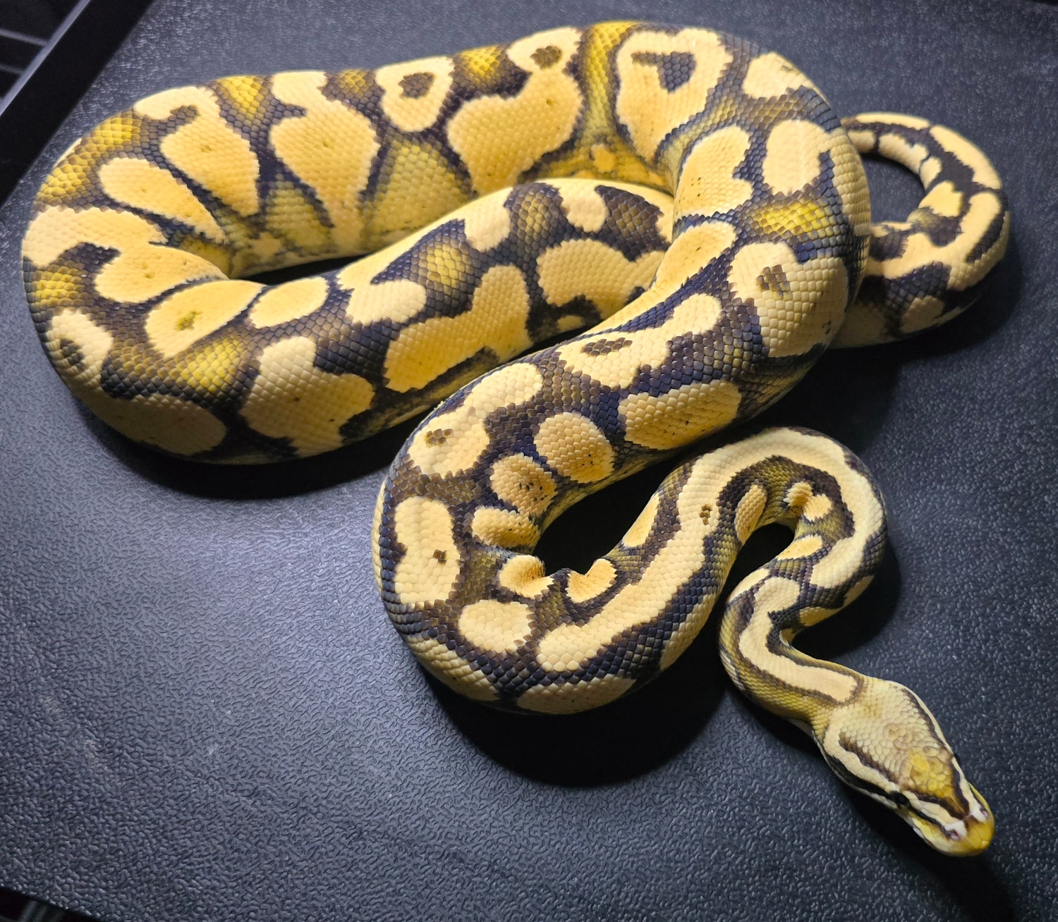 Pastel Yellowbelly Lace Profile Picture