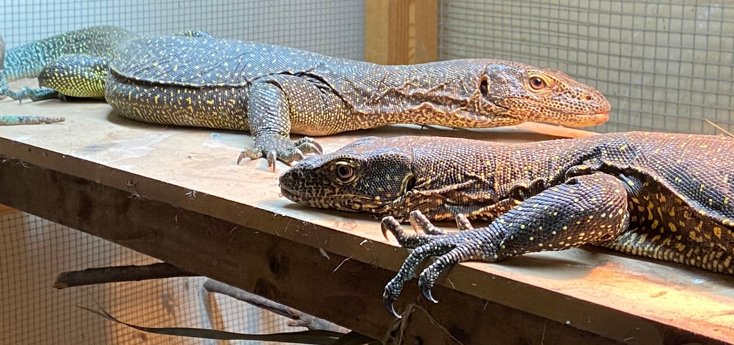 1.3 Ltc Doreanus (Blue Tailed Monitors) Other Monitor by James killey