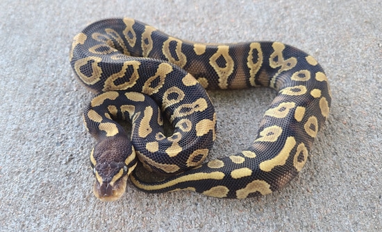 Mojave Yellowbelly Or Spark Ball Python by Flatland Exotics