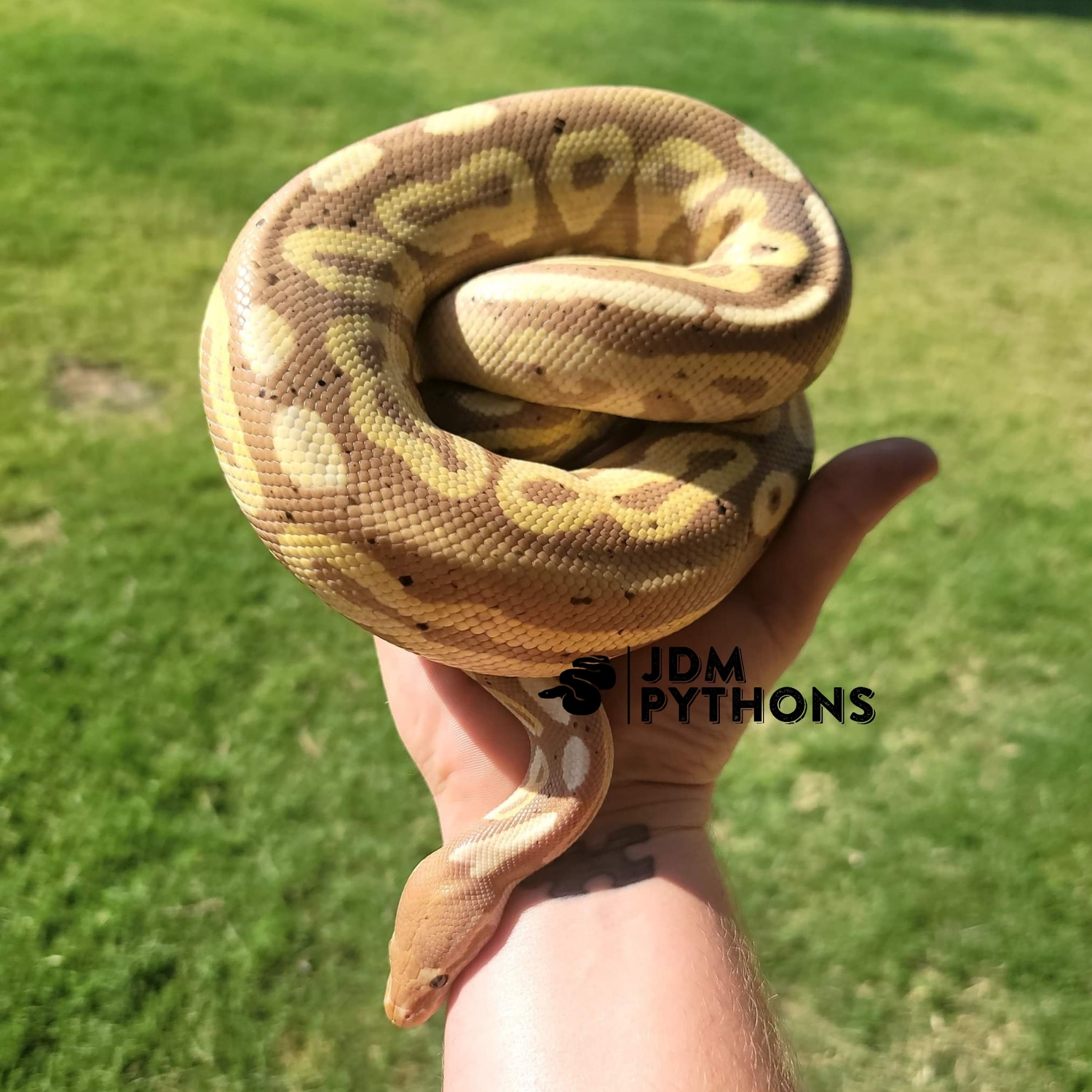 Banana Gargoyle (Cin/HRA) Ball Python by JDM Pythons MorphMarket