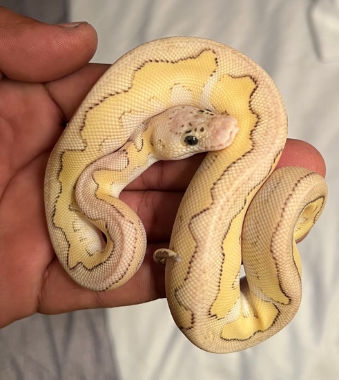 Pastel Lesser Clown Ball Python by Angels balls