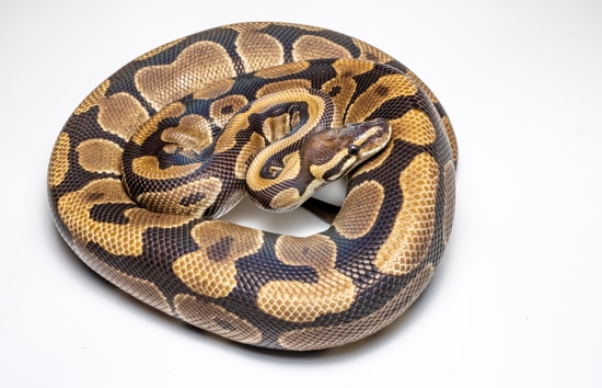 Joppa Ball Python by Para Herpetologica