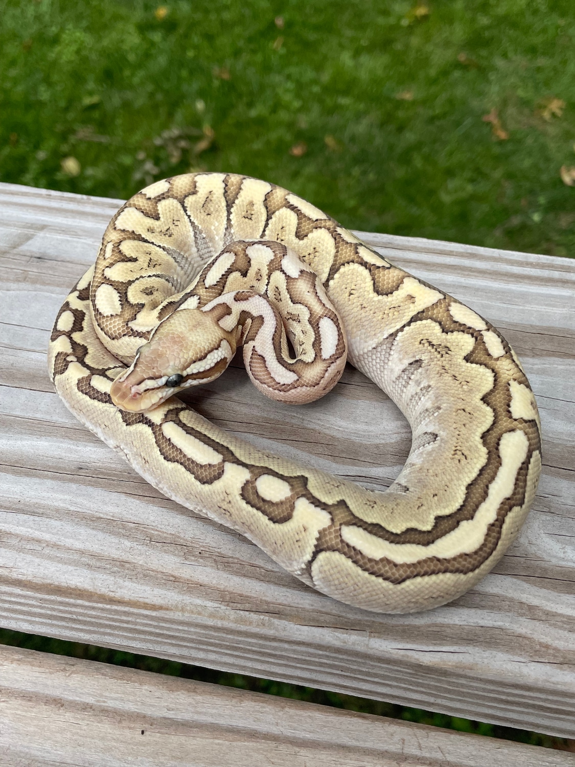 Cinnamon Bamboo Ball Python by SHADY Snakes - MorphMarket