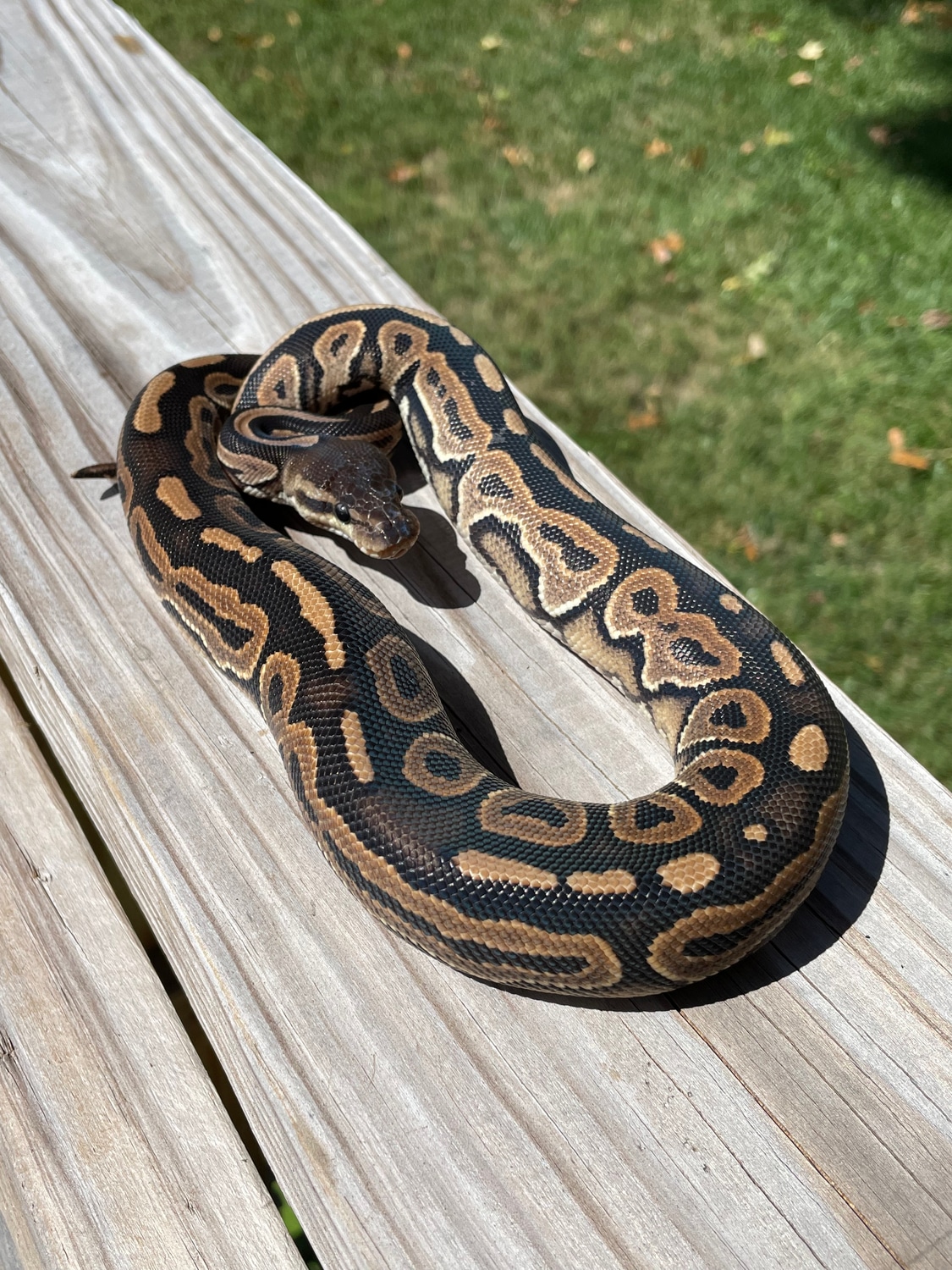 Cinnamon Ball Python by SHADY Snakes - MorphMarket