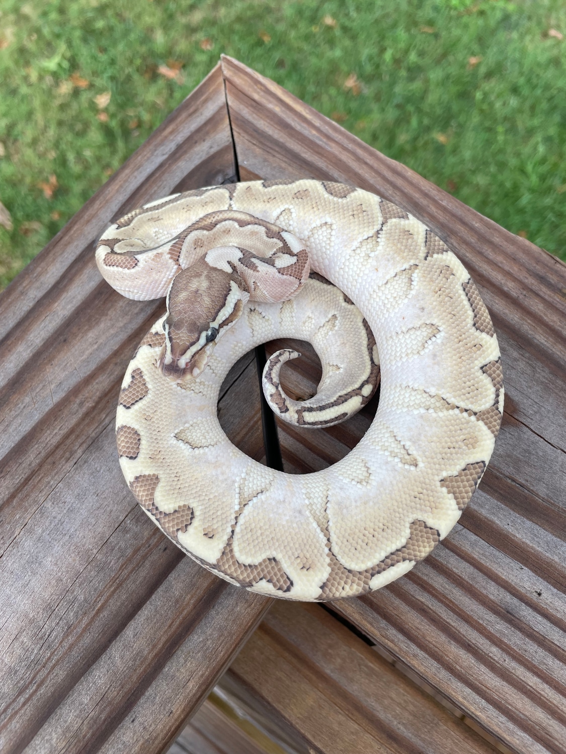 Bamboo Pastel Ball Python by SHADY Snakes - MorphMarket