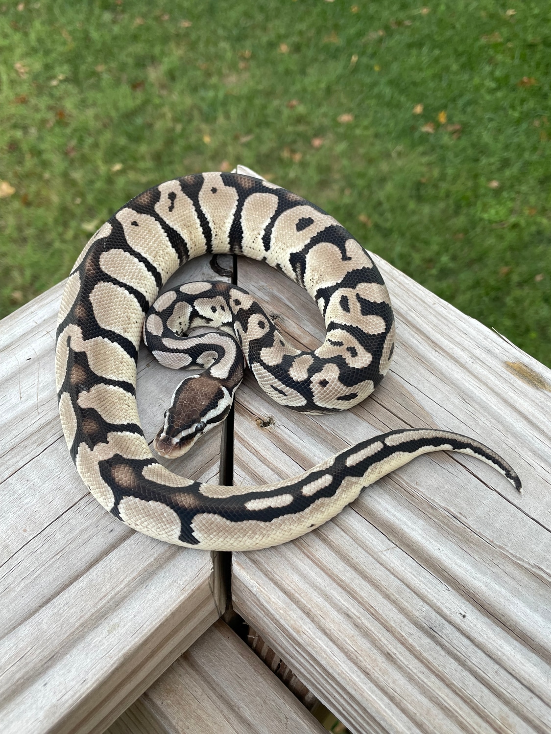 VPI Axanthic Pastel 50% Het Pied Ball Python by SHADY Snakes - MorphMarket