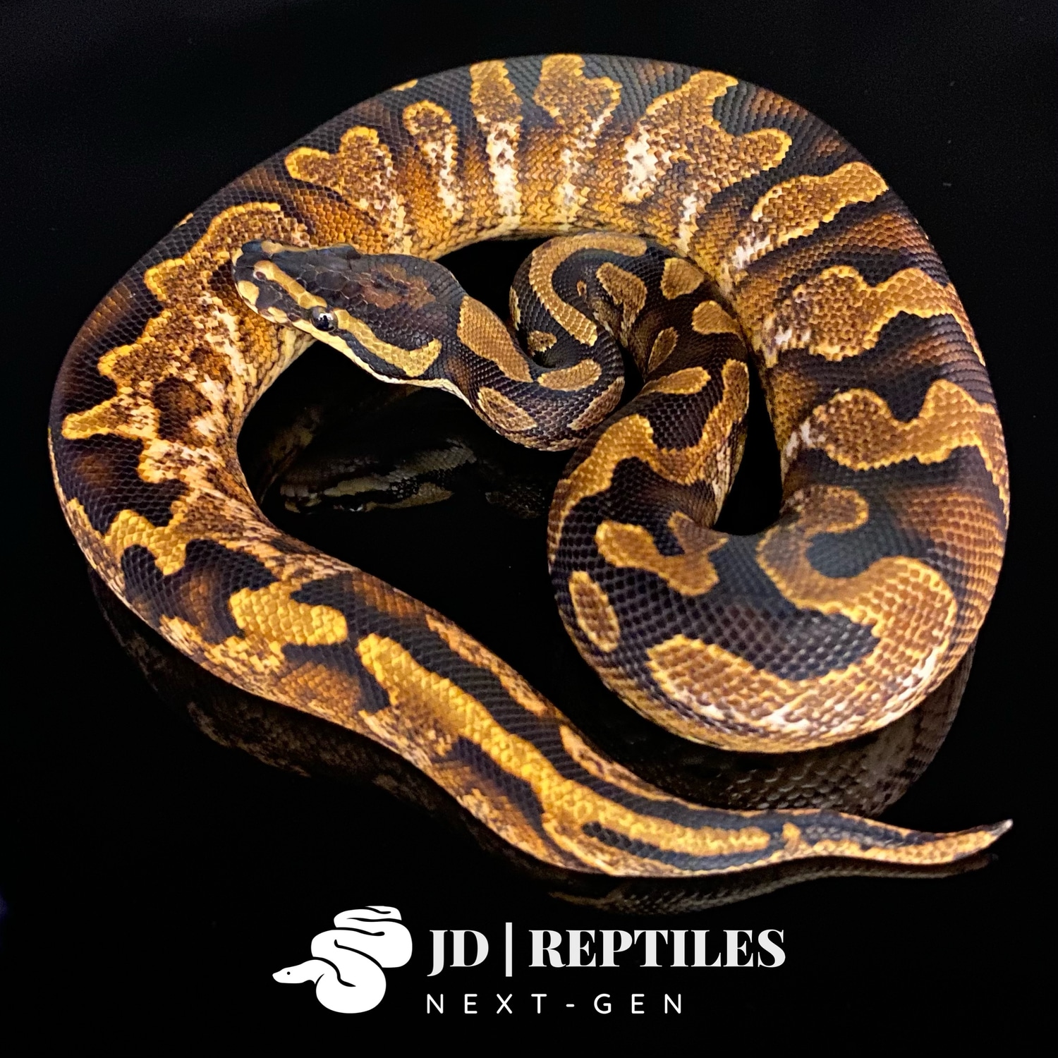 Calico Yellowbelly 50% Het Pied Possible Shatter Ball Python by JD ...