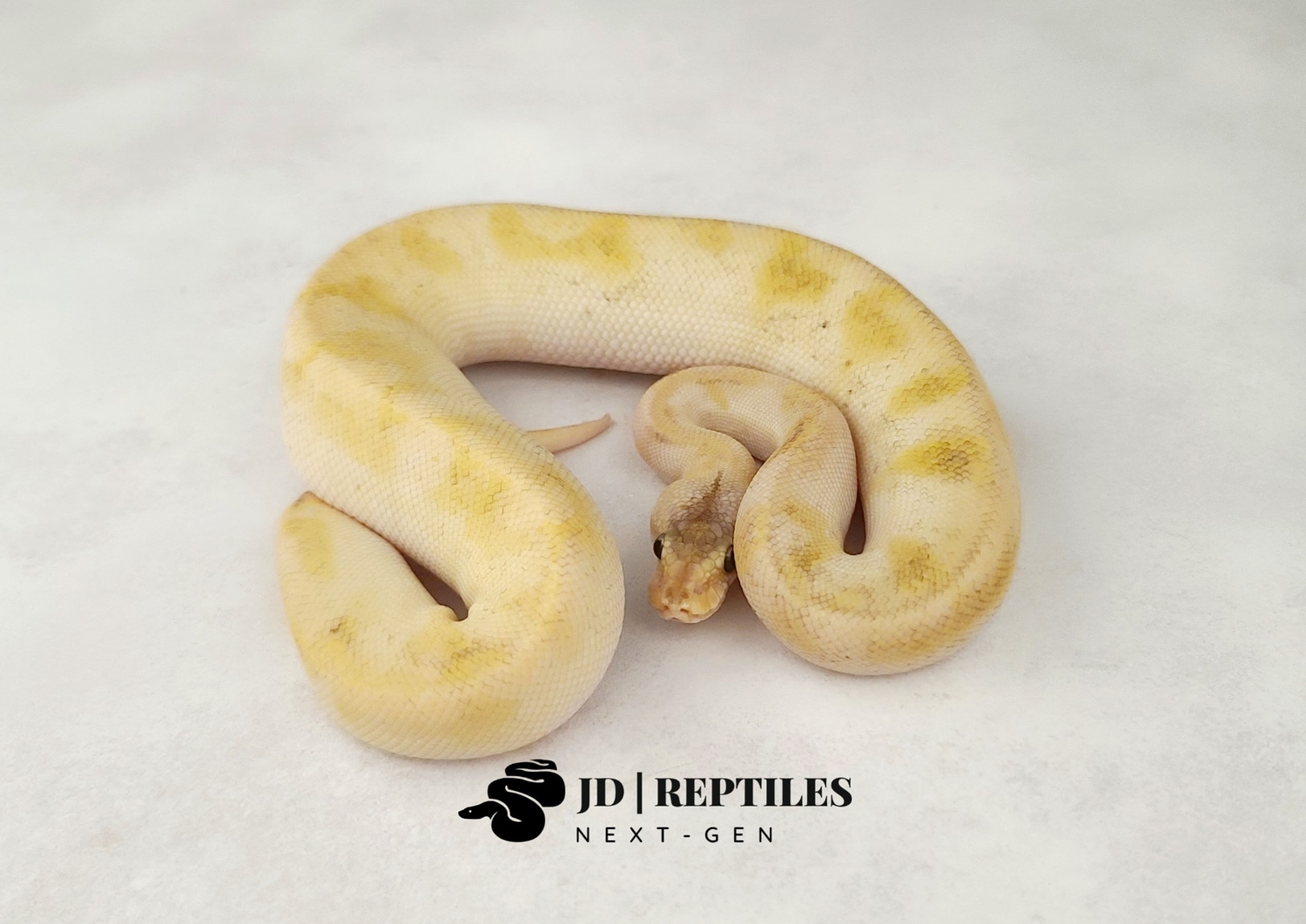Pastel GHI Champagne (Enchi) Ball Python by JD Reptiles NextGen