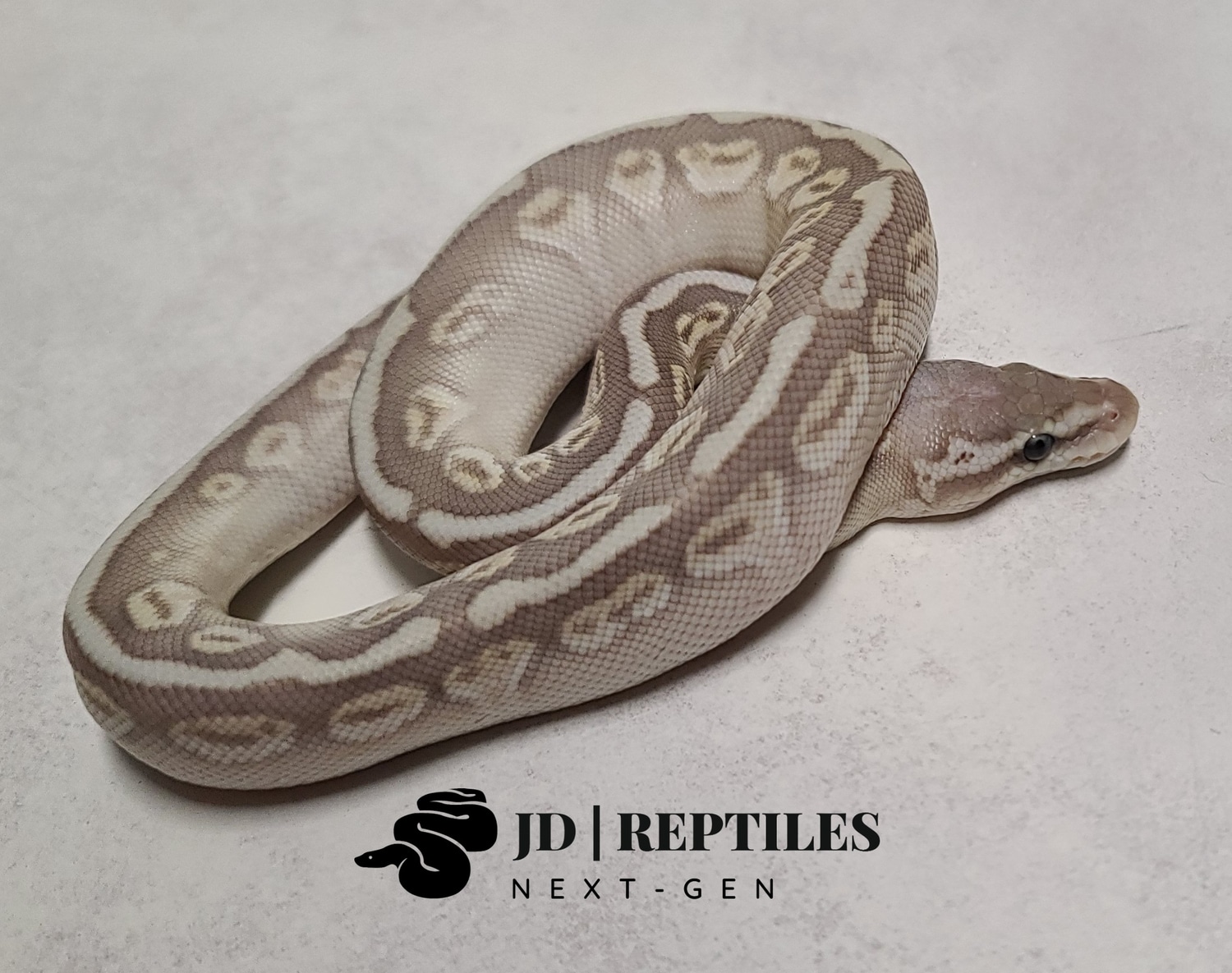 Firefly Lesser HGW Het Hypo/Ghost/Orange Ghost Posable Het Pied Ball ...