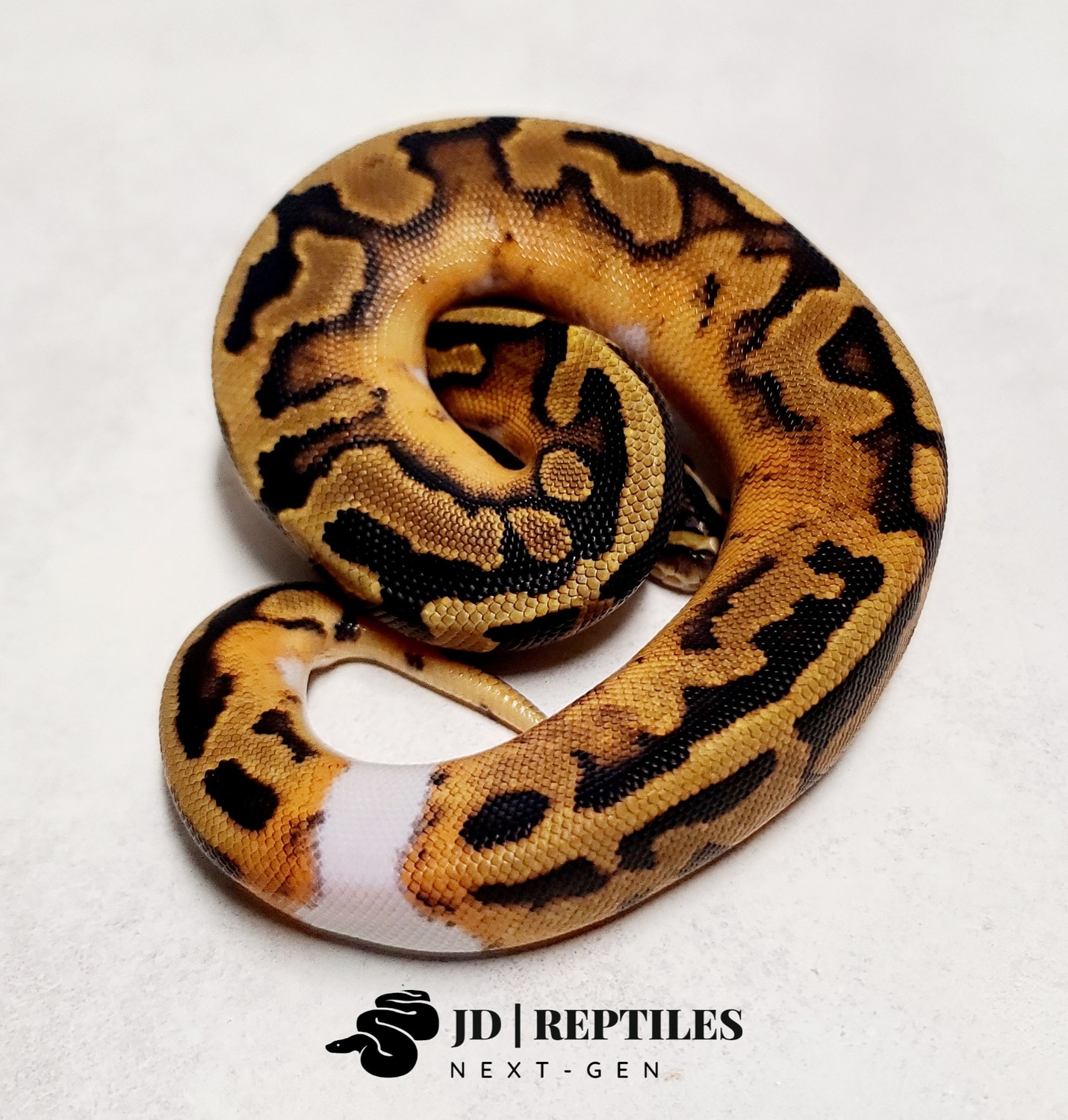 Pied Ball Python by JD | Reptiles Next-Gen - MorphMarket