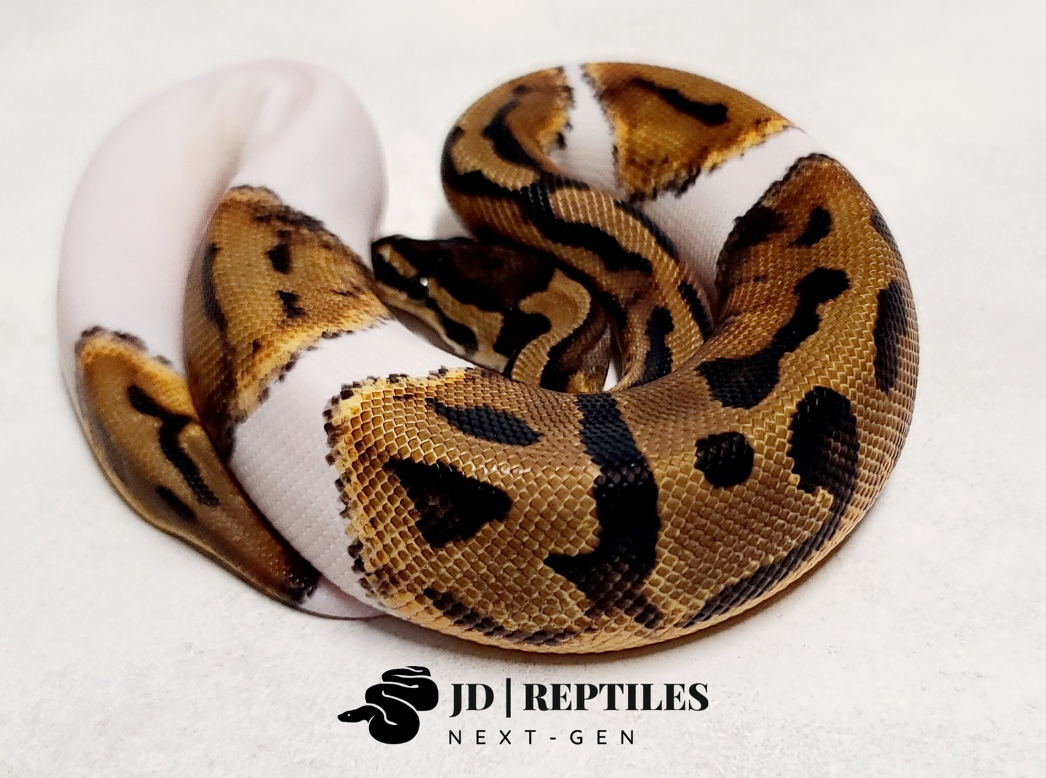 Pied Possible Leopard Ball Python by JD | Reptiles Next-Gen - MorphMarket