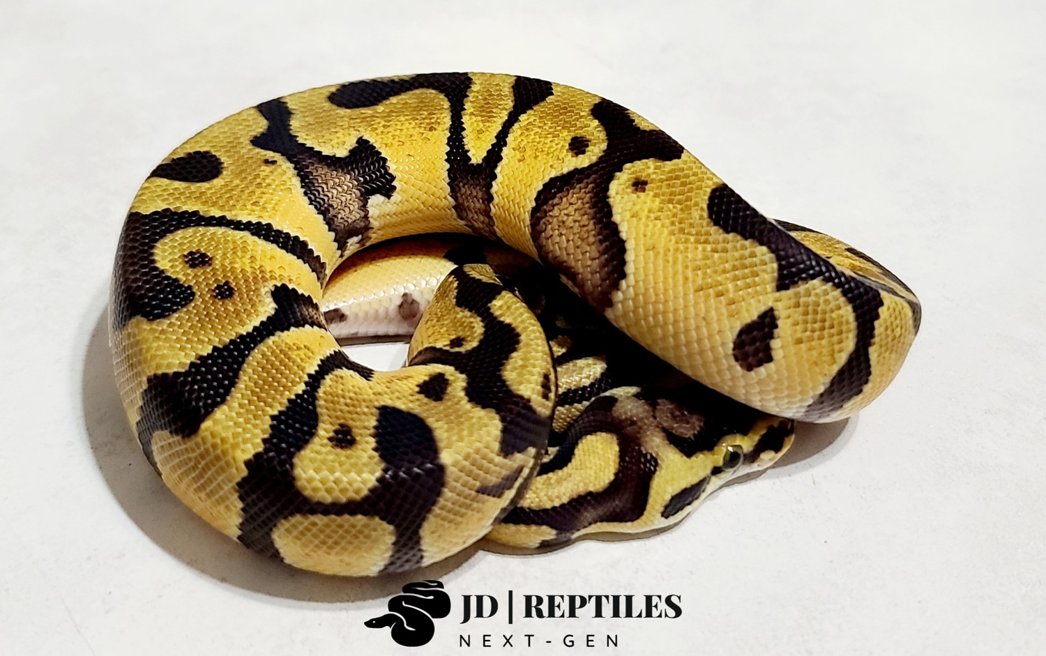 Pastel Enchi Double Het Hypo Clown Possible OD Ball Python by JD ...