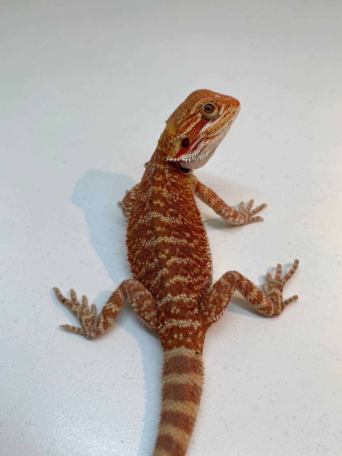 Red Central Bearded Dragon by JDs Dragon House - MorphMarket