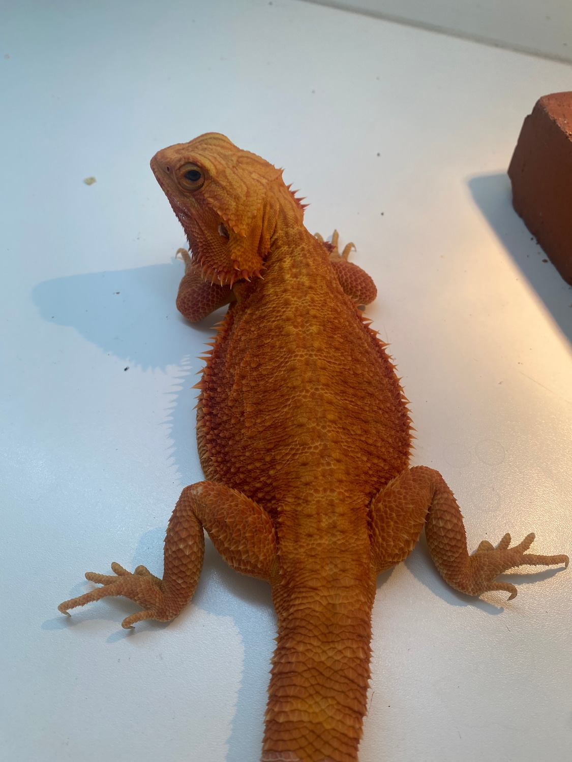 Red Coral Hypo Trans Central Bearded Dragon by JDs Dragon House