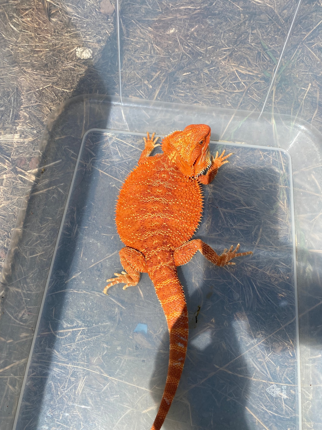 Red Central Bearded Dragon by JDs Dragon House - MorphMarket