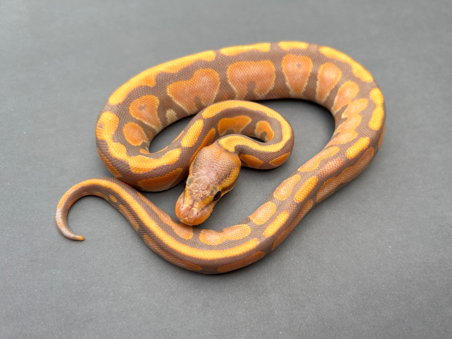 Banana Enchi Cypress Yellowbelly Pos Het Clown Ball Python by XR ...
