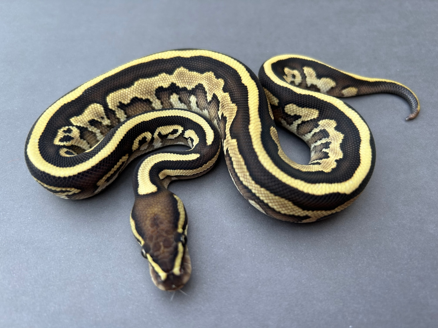 Leopard Lesser Pos Specter Ball Python by XR Constrictors - MorphMarket