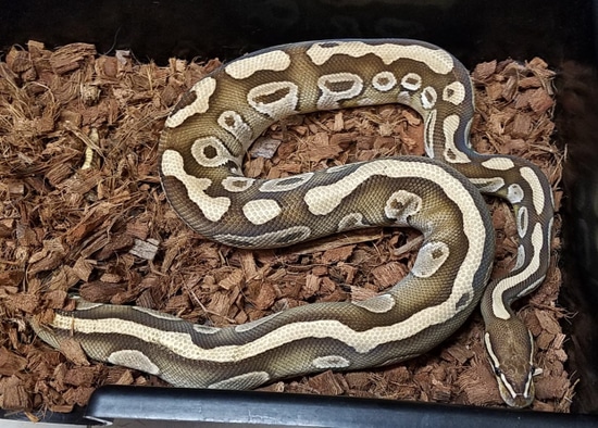 Butter Melt Ball Python by Cloudy Water Domestics