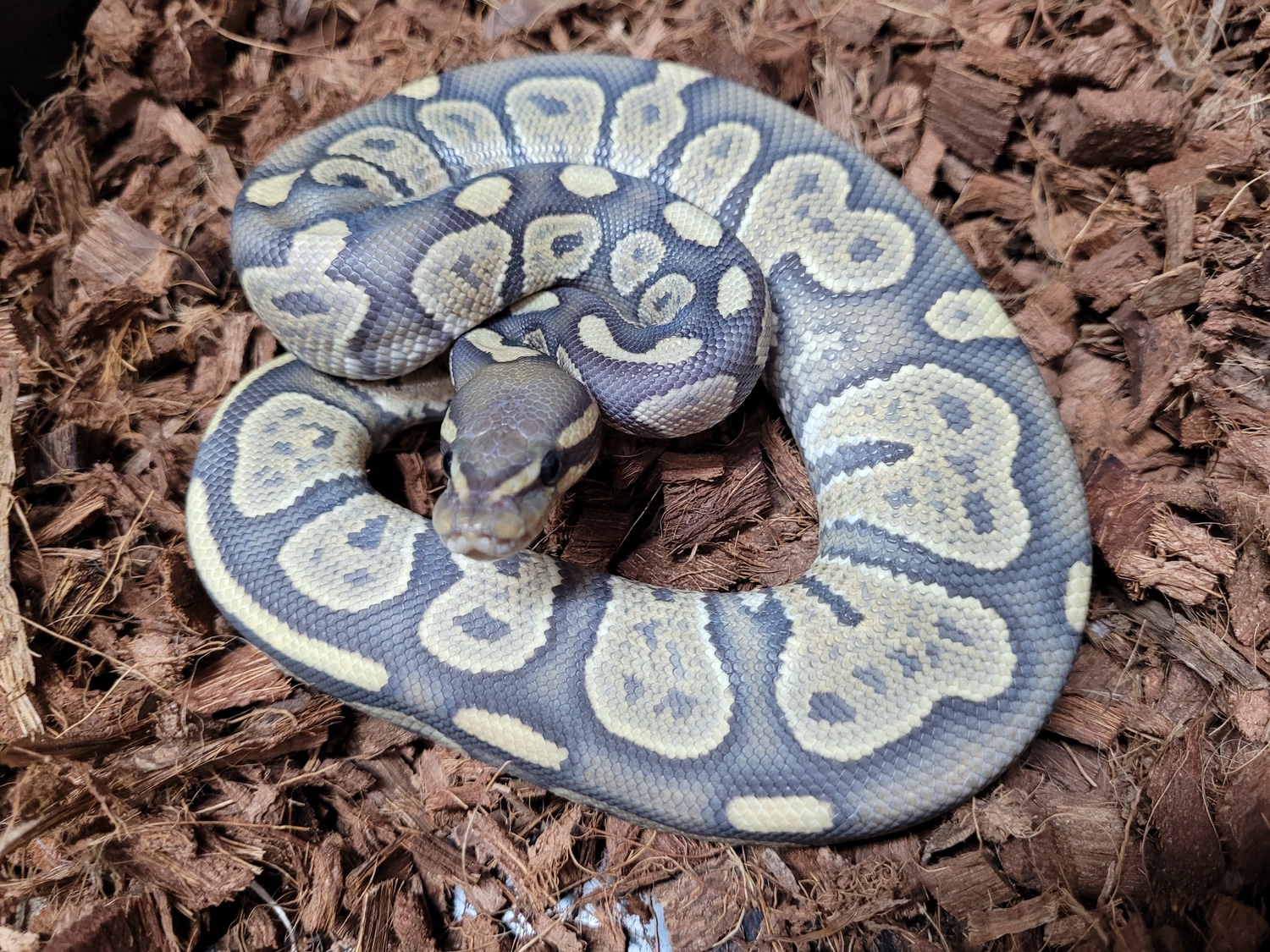 Chocolate Hypo Ball Python by Cloudy Water Domestics - MorphMarket