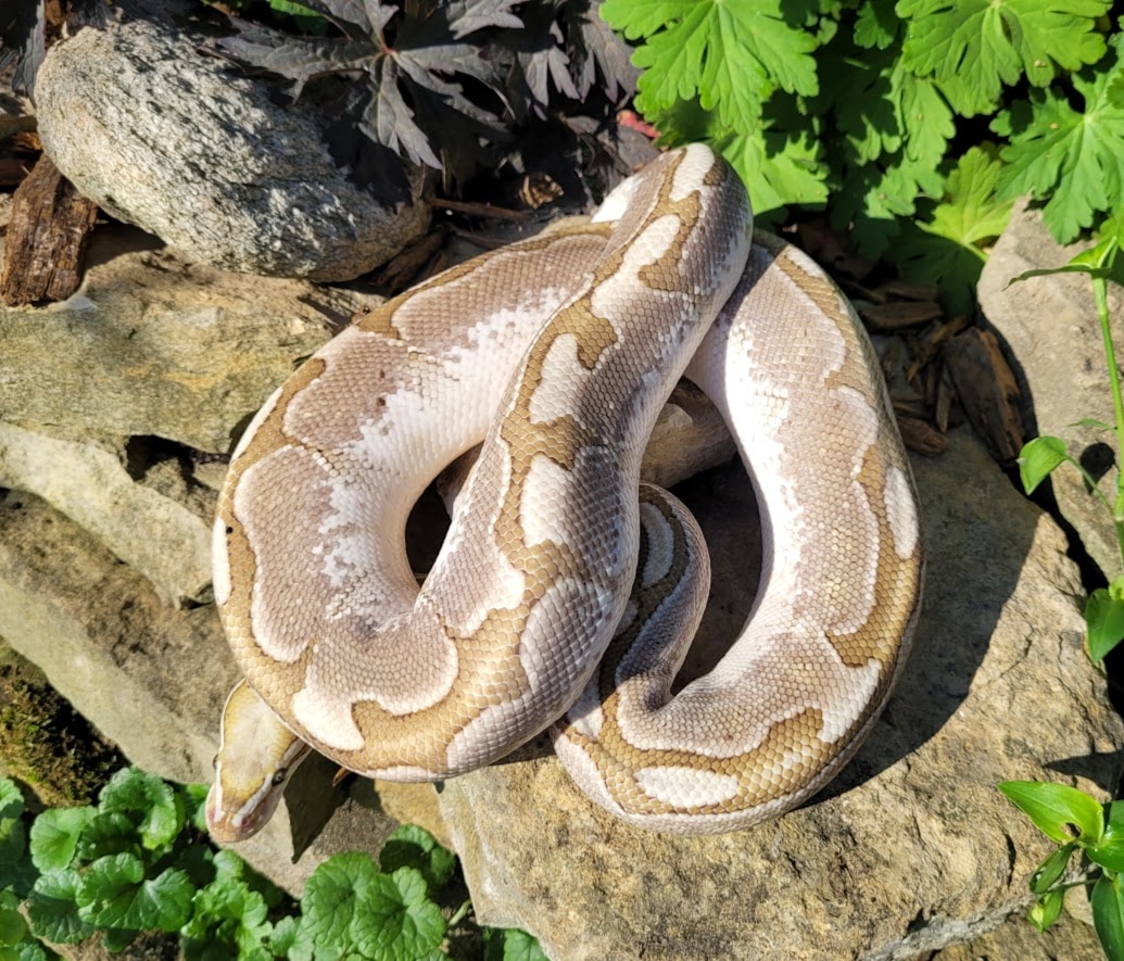 Bamboo Ball Python by Cloudy Water Domestics - MorphMarket