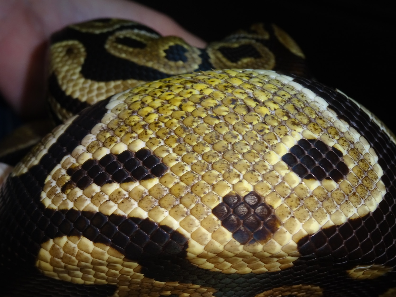 Normal Morph With Spook Face Ball Python by Strictly Reptiles, Inc ...