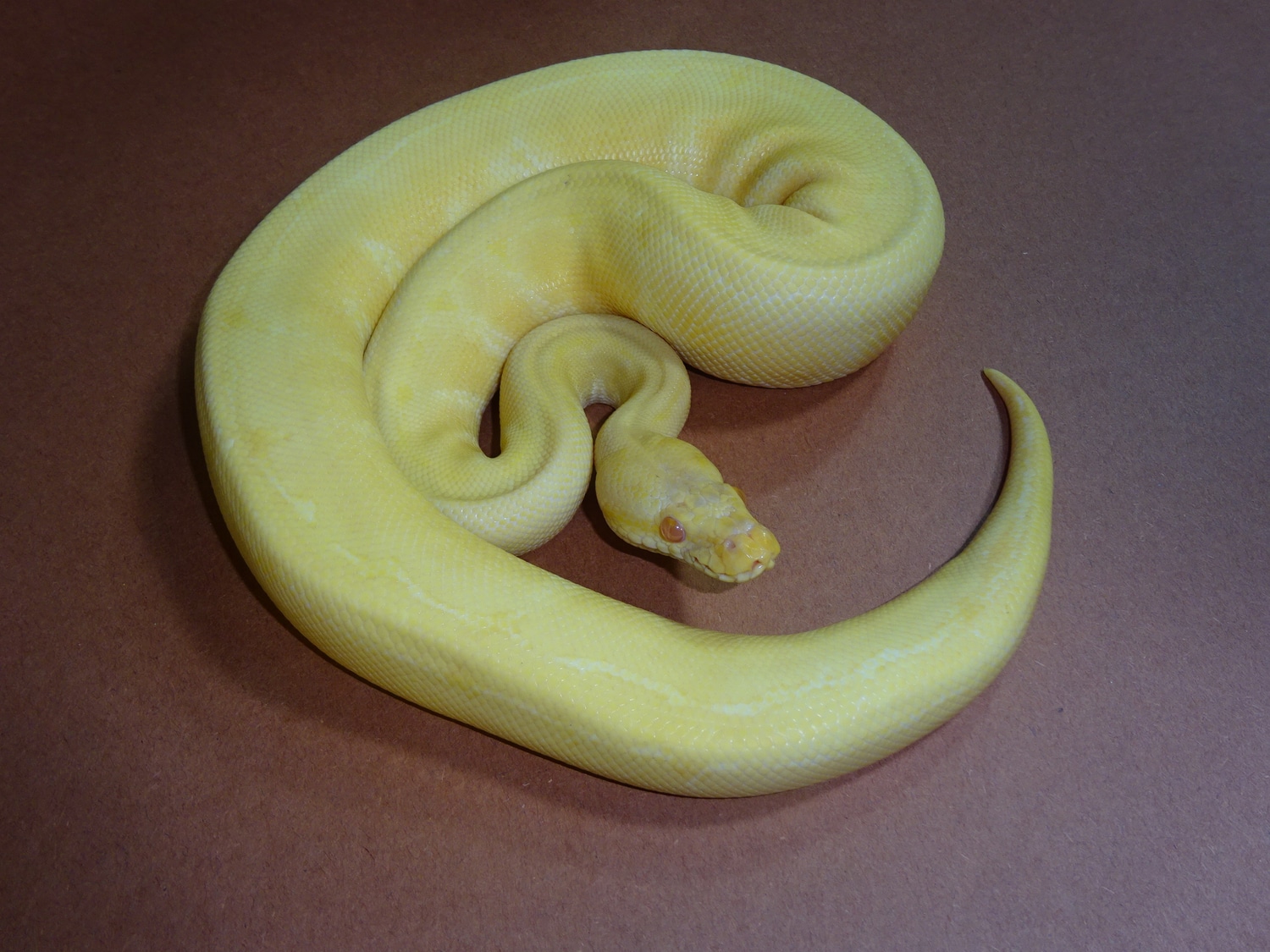 Albino Lemon Blast Ball Python by Strictly Reptiles, Inc. - MorphMarket