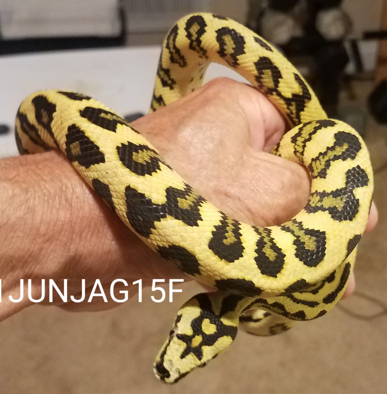 39 Inch Jaguar Jungle Carpet Python by Jeff Clark Snakes MorphMarket