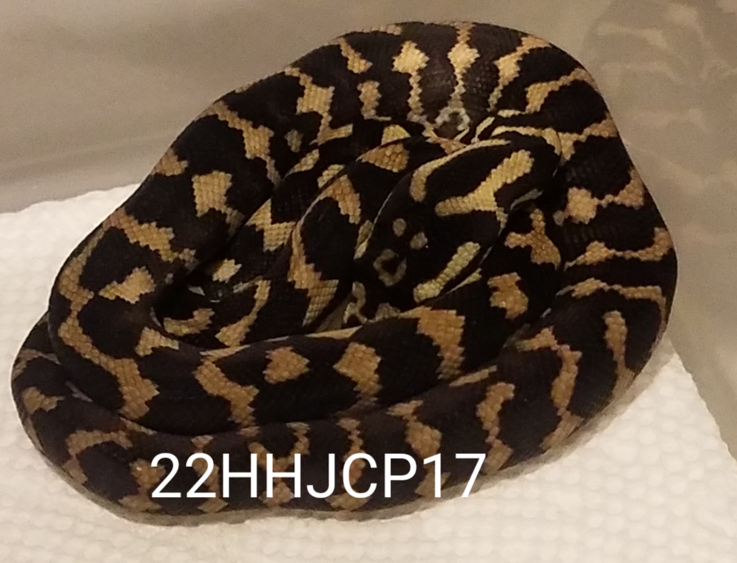 Highlighter Headhunter Jungle Carpet Python by Jeff Clark Snakes