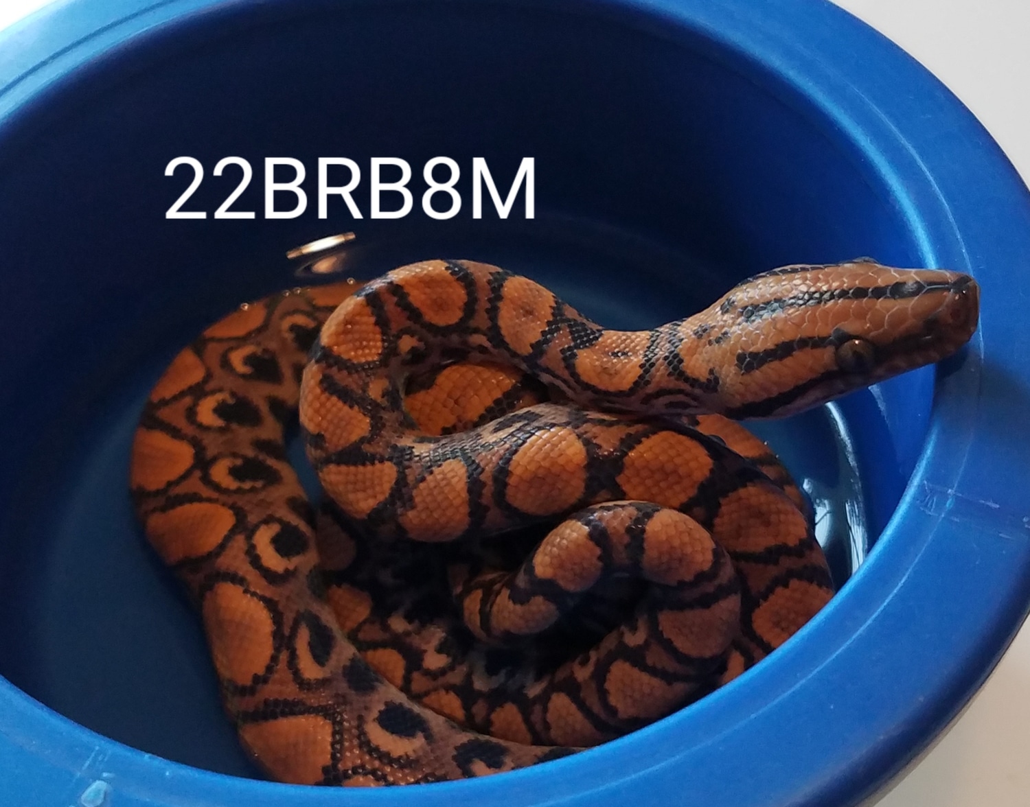 50 Peruvian Brazilian Rainbow Boa by Jeff Clark Snakes MorphMarket