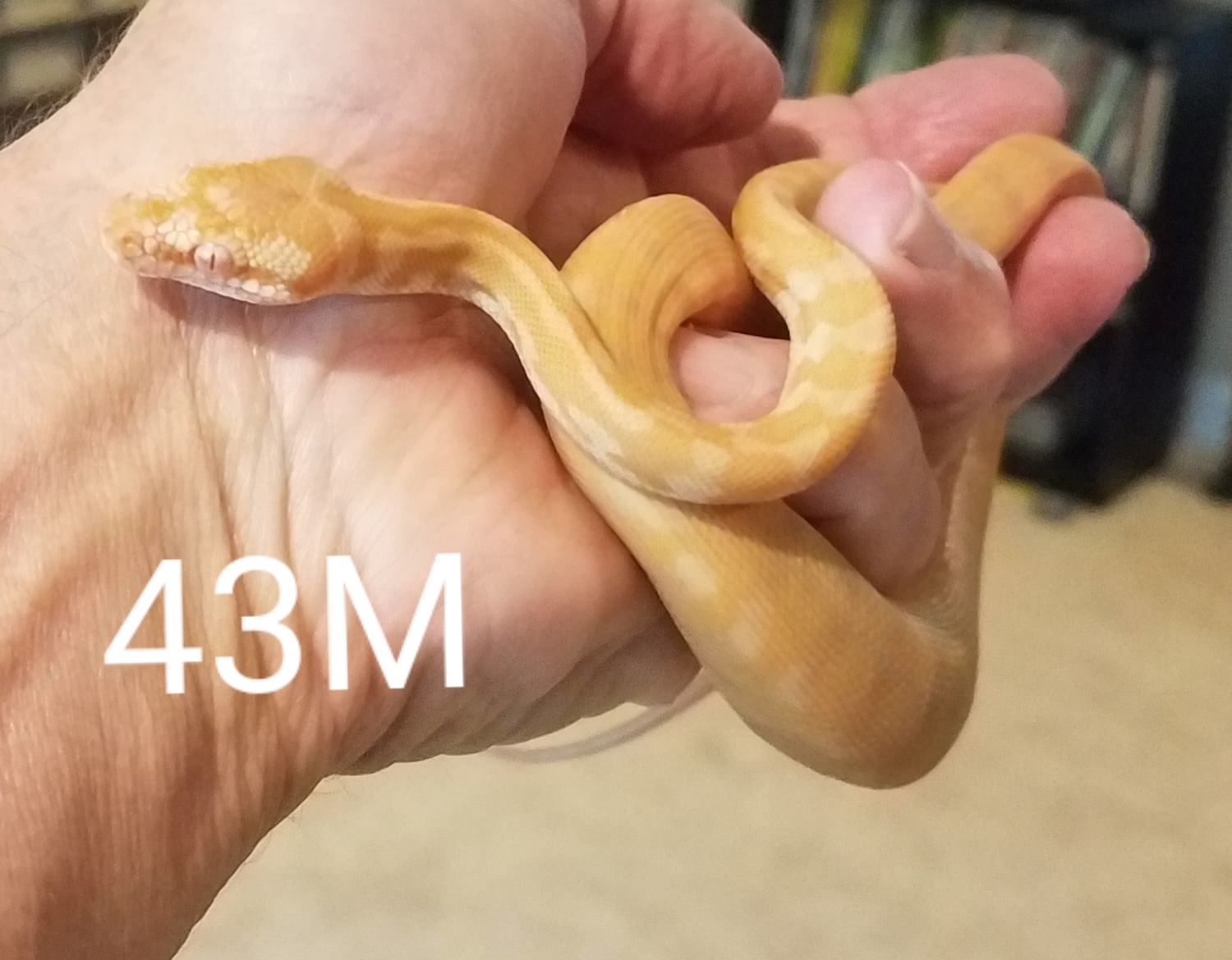 Pure Breed Albino Darwin Carpet Python by Jeff Clark Snakes MorphMarket