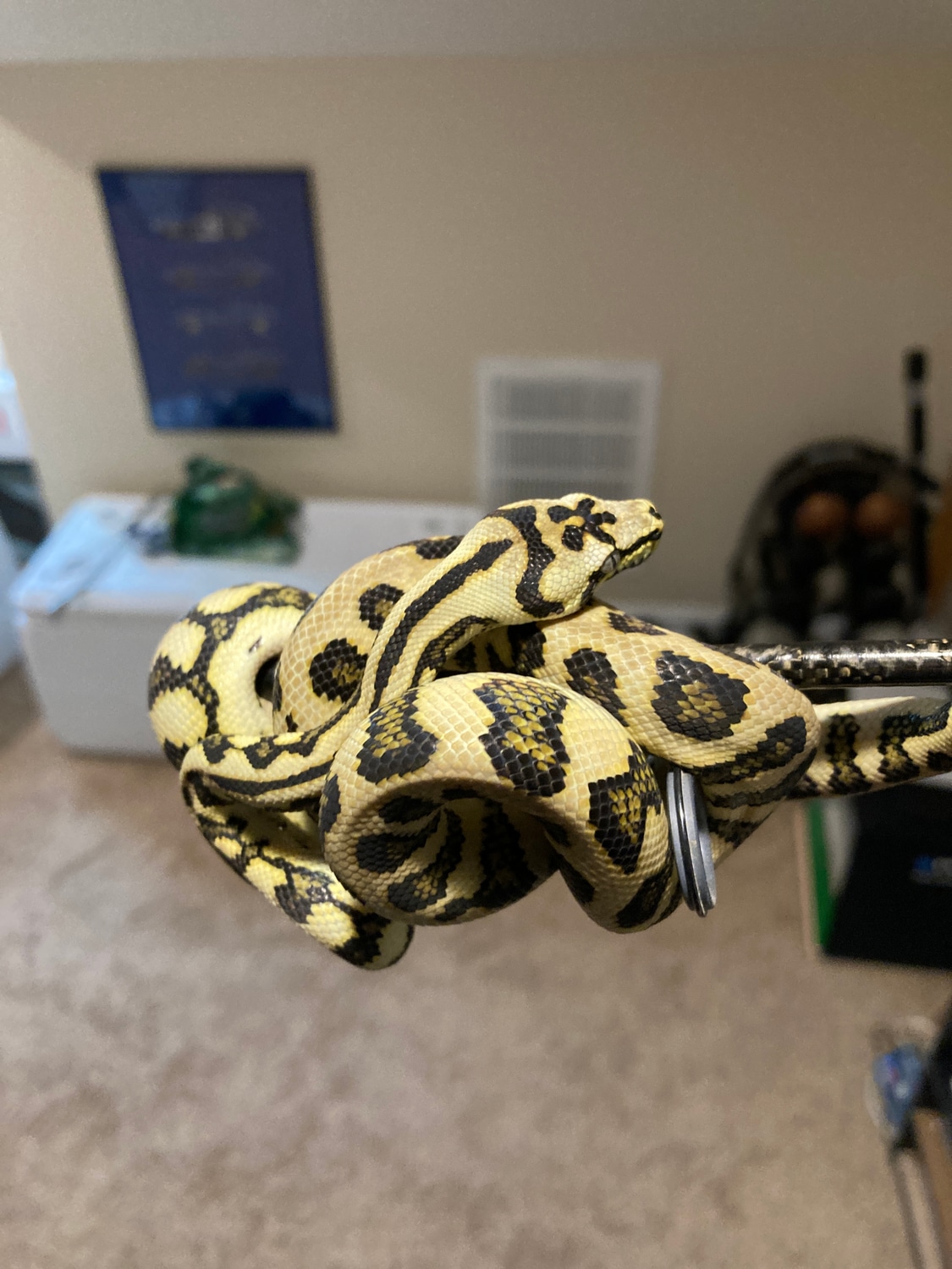 Jaguar Jungle Carpet Python by Jeff Clark Snakes - MorphMarket
