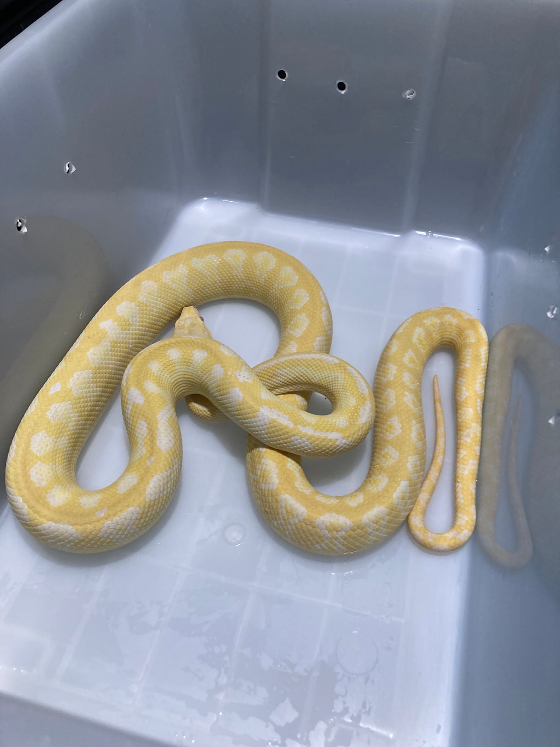 Tame 58 Inch Darwin Carpet Python by Jeff Clark Snakes - MorphMarket