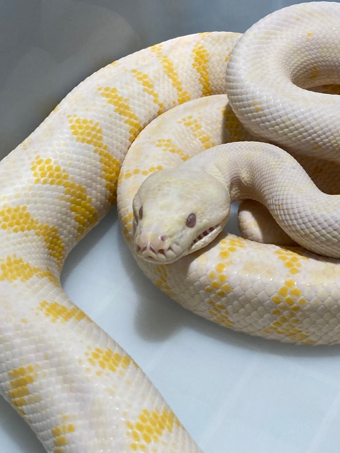 Tame 76 Inch Darwin Carpet Python by Jeff Clark Snakes MorphMarket