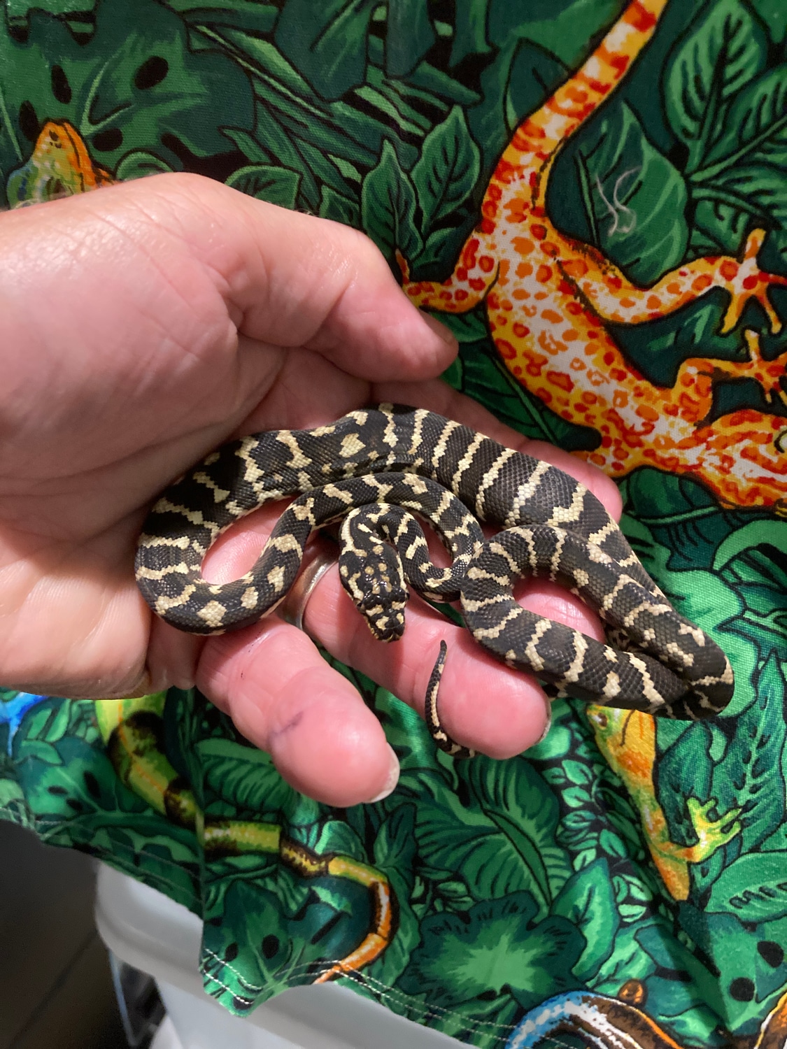 Highlighter Headhunter Jungle Carpet Python by Jeff Clark Snakes