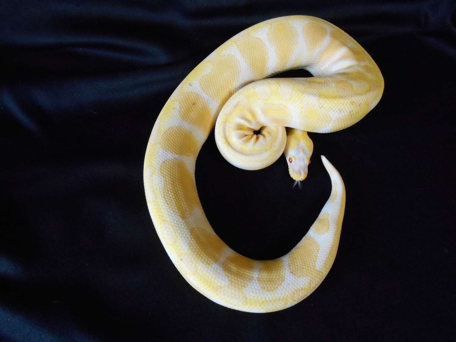 Pastel Yellow Belly Albino Scaleless Head Ball Python by Garter Snake ...