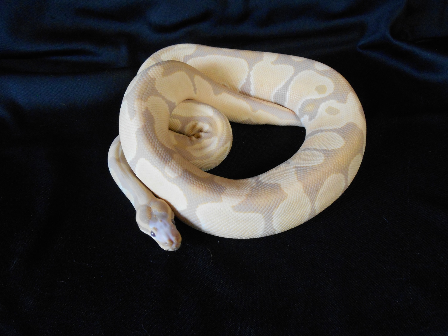 Scaleless Head Toffino Ball Python by Garter Snake Morph MorphMarket