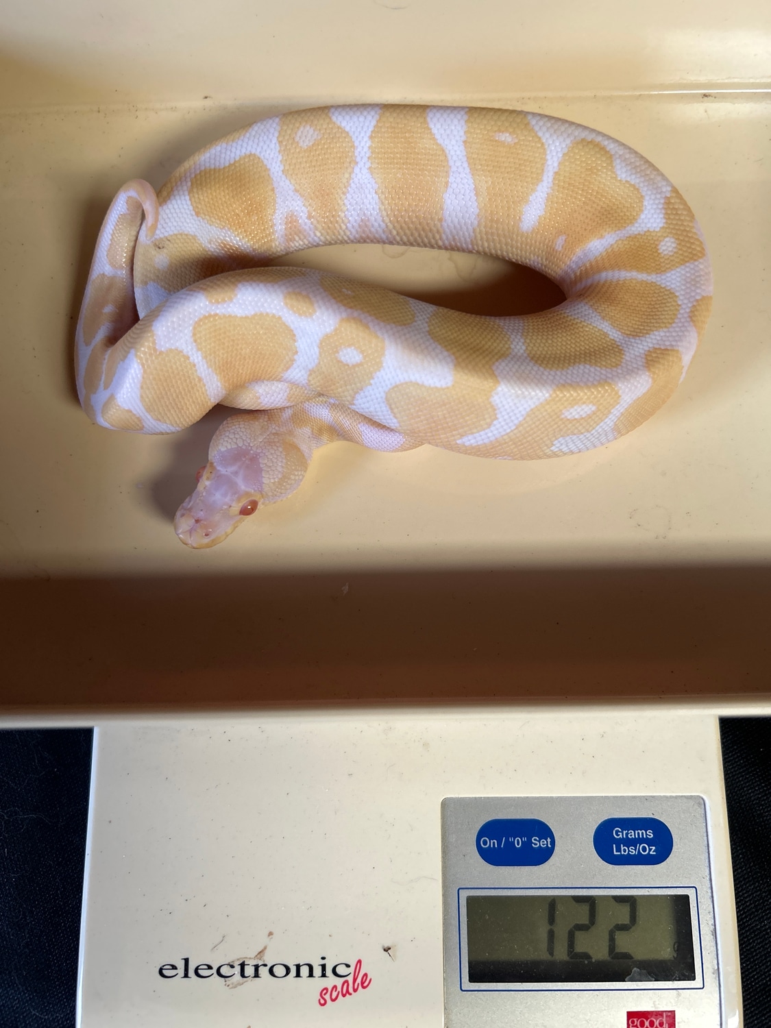 Albino Het Pied Scaleless Head Ball Python by Garter Snake Morph ...