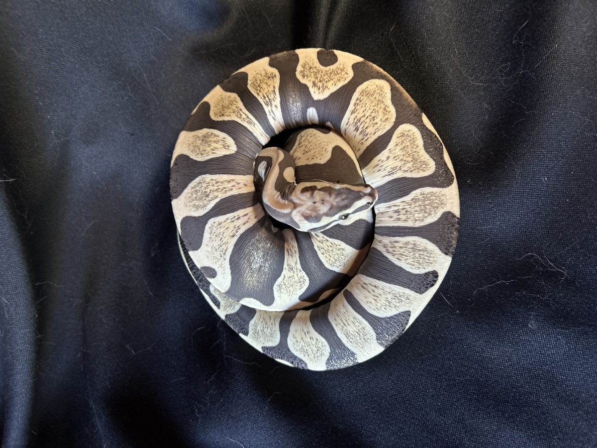 Super Pastel Scaleless Aka Super Scaleless Head Ball Python by Garter ...
