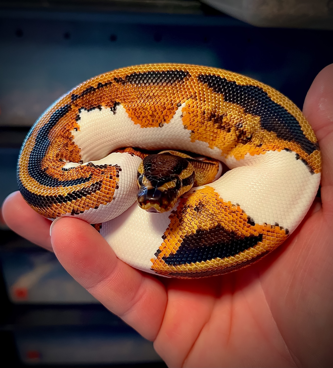 Yellowbelly Piebald Ball Python by From the Hands of Jeff MorphMarket