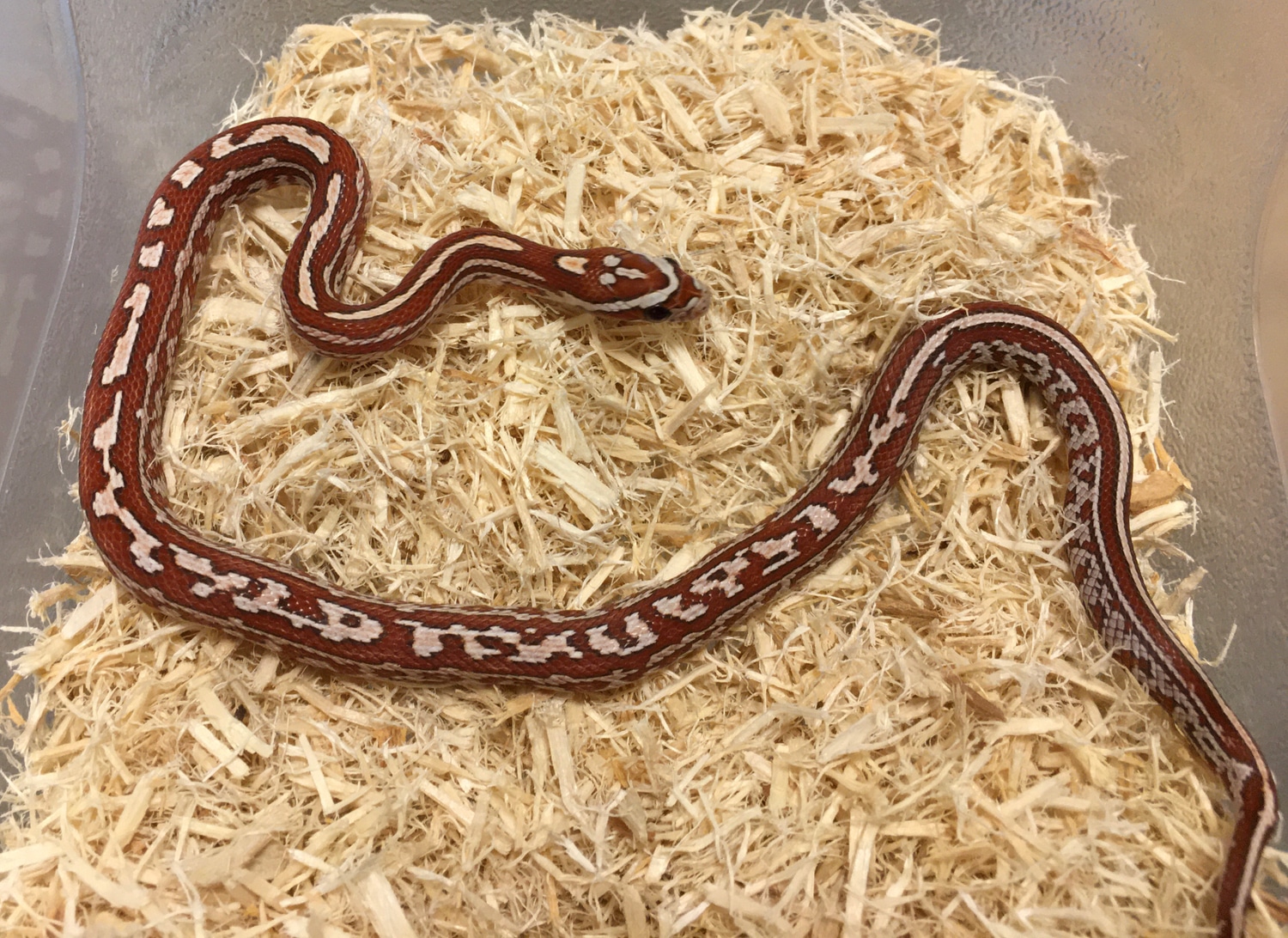 Hypo Tessera Het Cinder 66% Het Motley, 50% Het Anery Corn Snake by ...