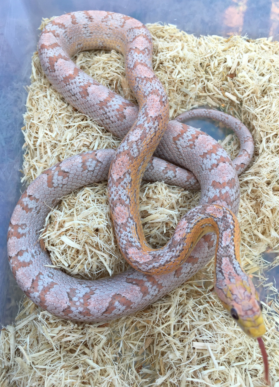 Red Factor Ultramel Anery Motley Tequila Sunrise Tessera Ph Hypo Corn