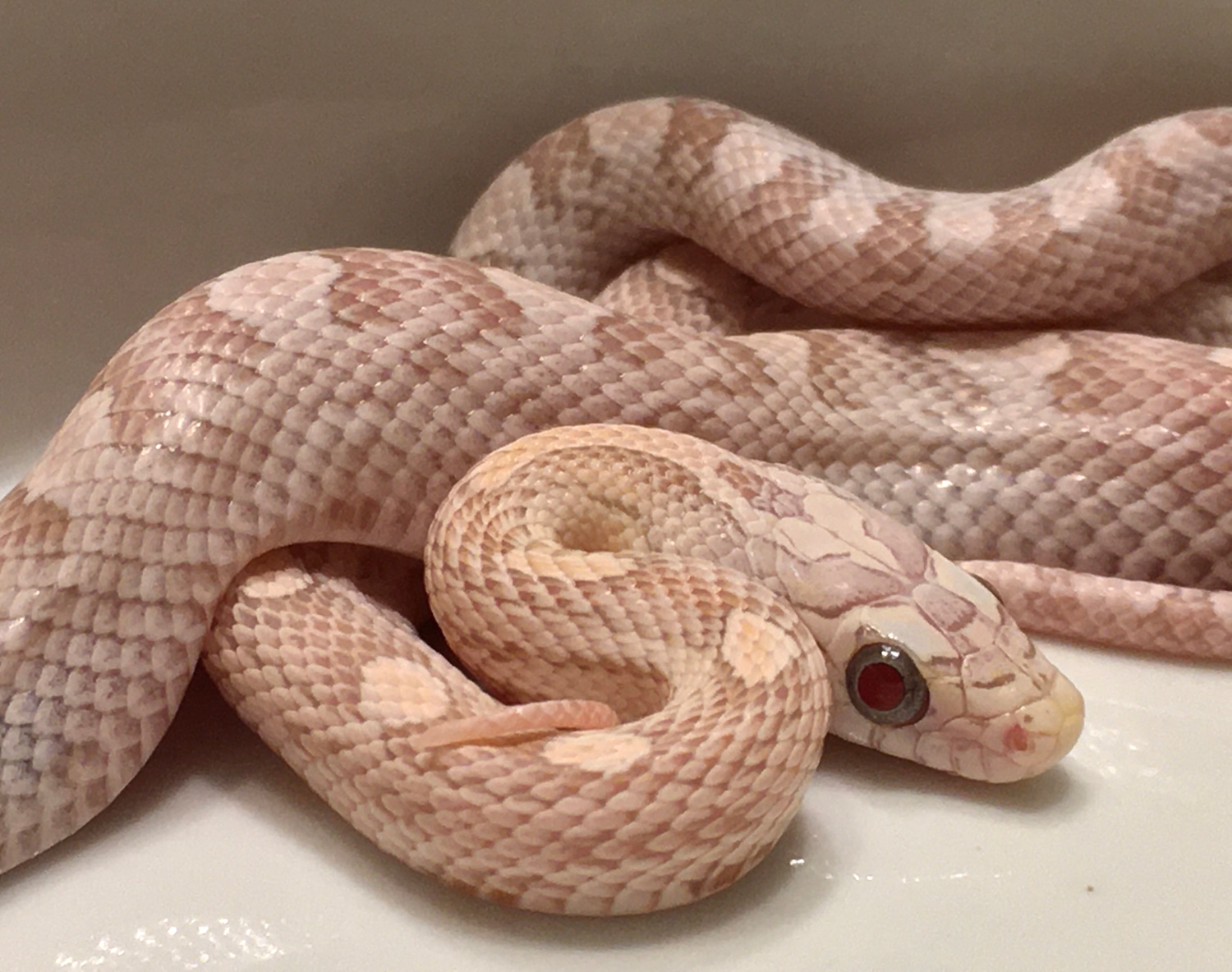 RED FACTOR TEQUILA SUNRISE Ultramel Anery! Corn Snake by Cascade Corns