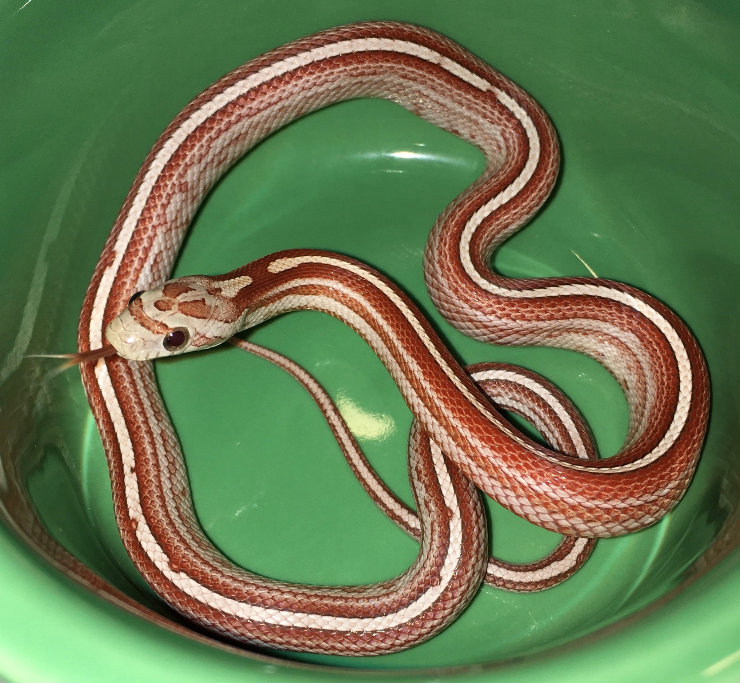 Crimson Motley Tessera 100 Het Cinder 50 Ph Anery Corn Snake by