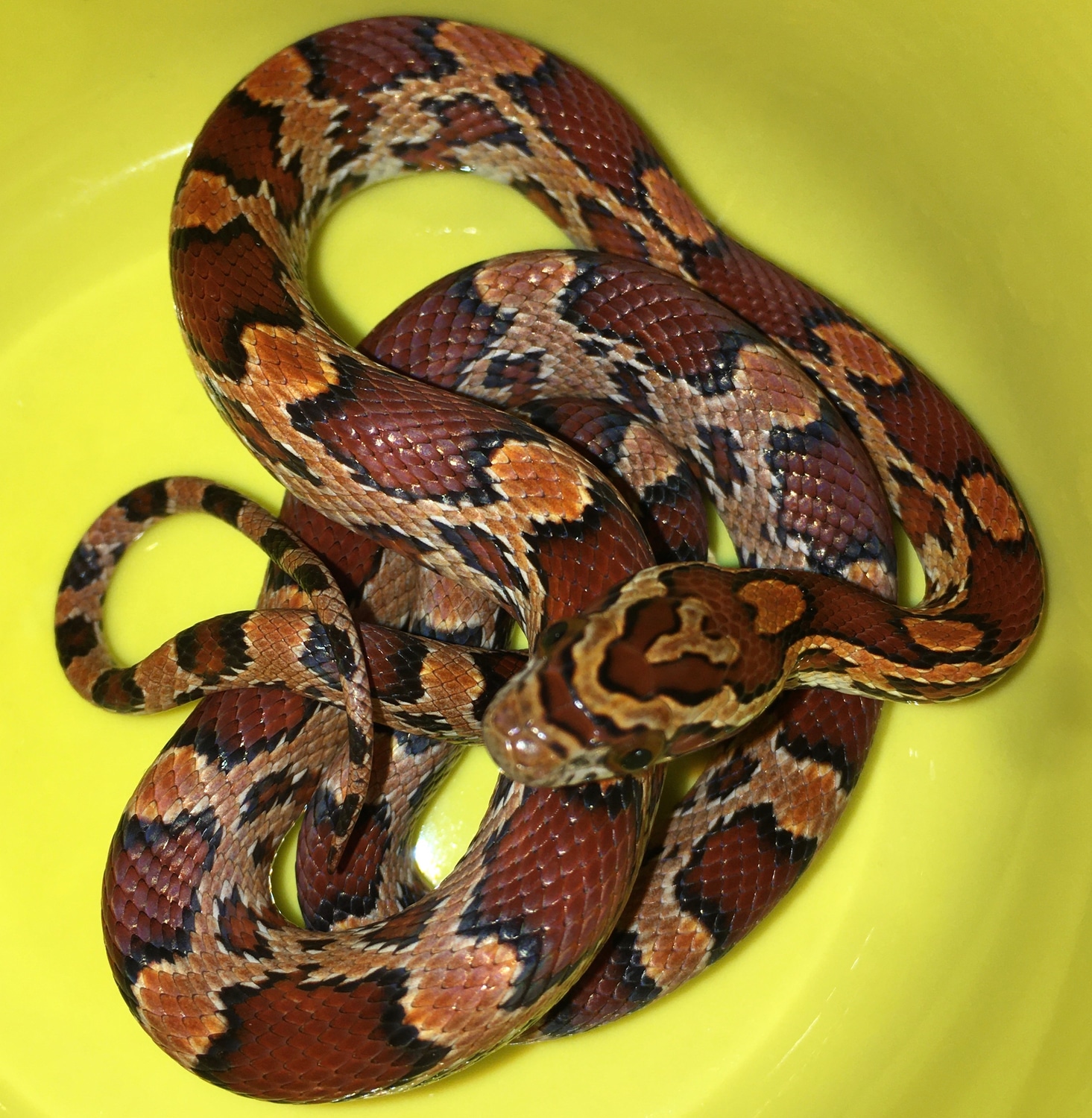 Red Factor Het Lava Het Redcoat Corn Snake by Cascade Corns MorphMarket