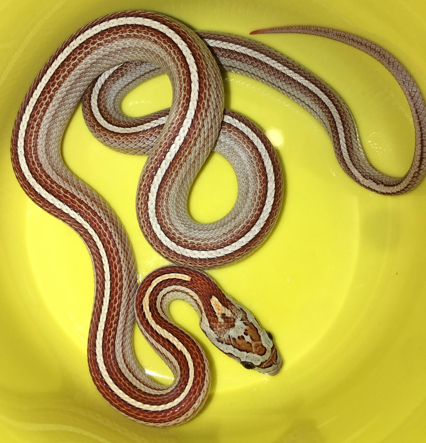 Hypo Motley Tessera Het Caramel Het Cinder 50% Het Anery Corn Snake by ...